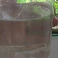 شارک جلبک خوار سیامی اصل