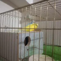 مرغ عشق