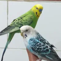 مرغ عشق