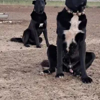 سگ ماده|سگ|پیشخور, |دیوار