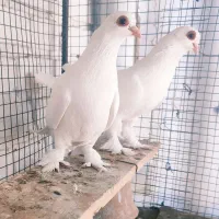 یک جفت چشم قرمز فوق‌العاده..از نژاد خاص