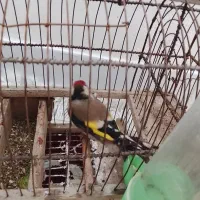 سهره|پرنده|تویسرکان, |دیوار