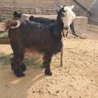 بز دو بیگ نر|حیوانات مزرعه|گتوند, |دیوار