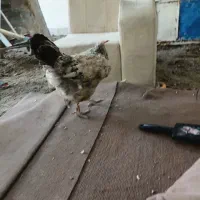 مرغ تخم گذار