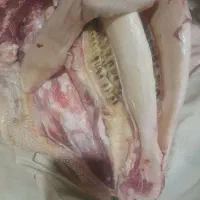 زبان ولاچنه وپاچه تازه وجوان