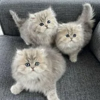 بچه گربه های اشرافی در شیراز( دارای بازدید حضوری)