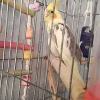 عروس هلندی گمشده