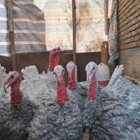 5 عدد بوقلمون اسلیت