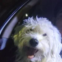 سگ فلاورجان