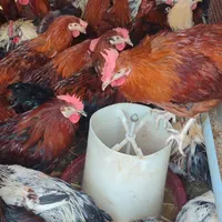 خروس گلپایگانی محلی رسمی قهوه ای بومی مرغ تخمگذار|حیوانات مزرعه|تهران, صادقیه|دیوار