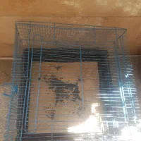 قفس مرغ و خرگوش