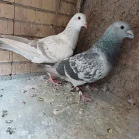 کفتر جفت سبزلایه