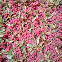 زرشک تازه عمده وکیلویی