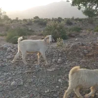 فروش گوسند نری برای محرم