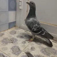 کبوتر|حیوانات|زاهدان, |دیوار