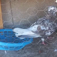 کبوتر کفتر گتوند