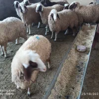 ۹ عدد بره داشتی سنجابی|حیوانات مزرعه|حمیل, |دیوار