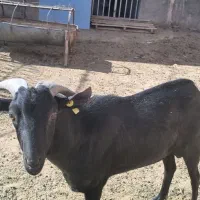 چپیش مورسیا اصل وادراتی