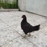جوجه مرغ و خروس