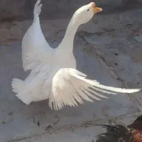 قو غاز (اکراینی)
