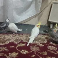 ۴ تا عروس هلندی دو تا ماده جفت لوتیتو