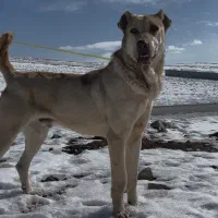 واگذاری سرابی