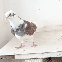 کبوتر