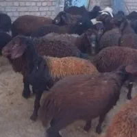 فروش بره پرواری