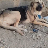 سگ پژدر ماده نگهبان