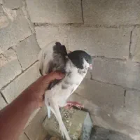 کبوتر نر مهس خیلی خوبه خودم یکبار ازش جوجه گرفتم