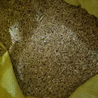 گندم دون مرغی