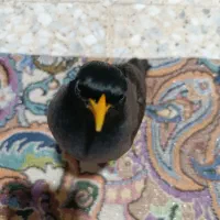 جوجه مرغ مینا نر 5 ماهه دستی با قفس|پرنده|قدس, شهرقدس|دیوار