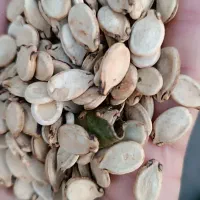 تخم هندوانه محبوبی