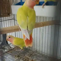 جوجه برزیلی دونخور اوپال سر نارنجی|پرنده|رشت, یخسازی|دیوار