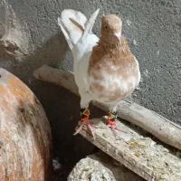 سه عدد کفتر پرش|پرنده|مشهد, امیرآباد|دیوار