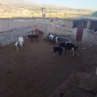 یاسوج دام گاو|حیوانات مزرعه|قم, چهار مردان|دیوار