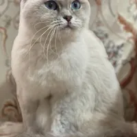 اسکاتیش دبل فولد ماده