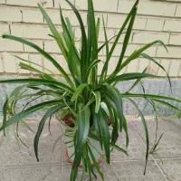 گل و گیاه|گل و گیاه طبیعی|فولادشهر, B6|دیوار