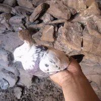 کبوتر|پرنده|بزینه رود, |دیوار