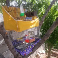 مرغ عشق