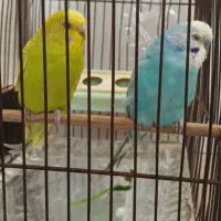 مرغ عشق مولد