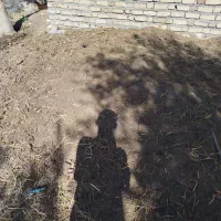 دونیسان پهن گاوی به فروش میرسد