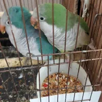 یک جفت راهب مولد تضمینی