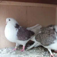 کبوتر دو کت تهرانی بسیار کشیده|پرنده|قم, جهان بینی|دیوار