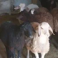 دامداری|حیوانات مزرعه|بهارستان, |دیوار