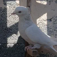 ماده طوق الماسی