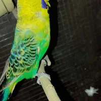 مرغ عشق انگلیسی رینبو اسپانگل خاص ضمانتی