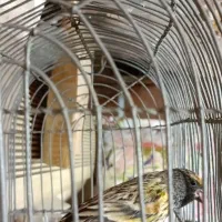 سهره گل به سر