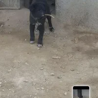 سگ قدرجونی|سگ|ری, صالح‌آباد شرقی|دیوار