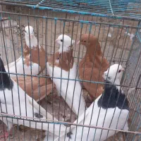 کفتر|پرنده|سبزوار, قصبه شرقی|دیوار